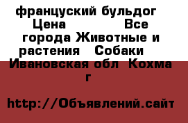 француский бульдог › Цена ­ 40 000 - Все города Животные и растения » Собаки   . Ивановская обл.,Кохма г.